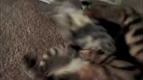 Video 10845531: bengal kitten attacks, play fighting