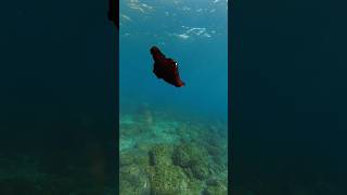 Sea Hare swimming. Very pretty