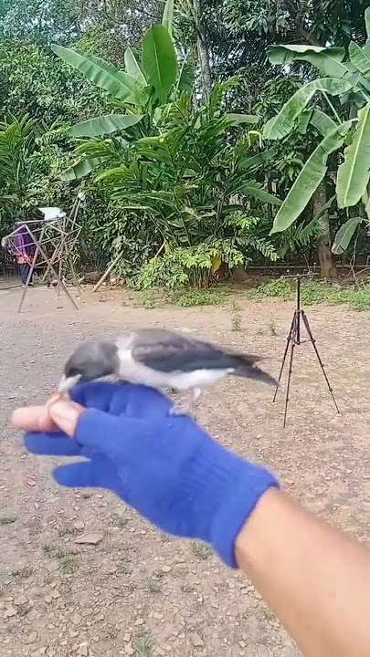Pelatihan Burung Keket, Biar Respon dan Gak Kabur Gas keun Bosqu