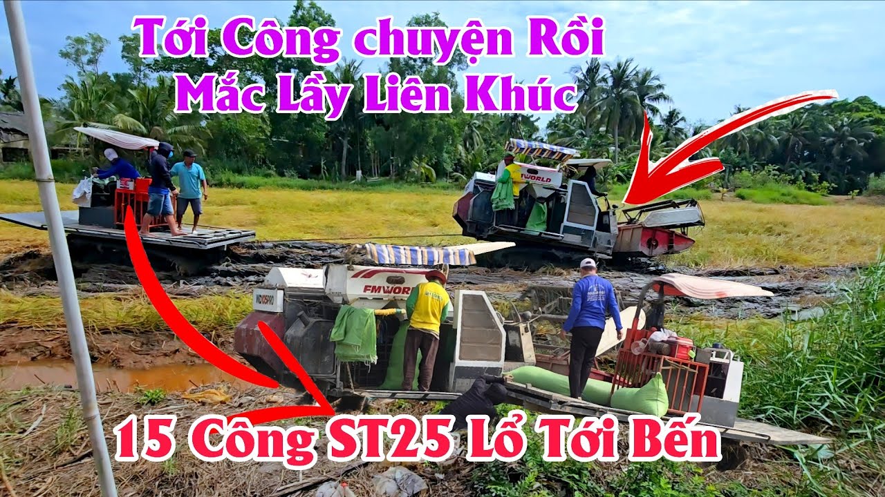 5/2/ Tới Công Chuyện Rồi 15 Công ST25 Mắc Lầy Liên Khúc √ Bữa Nay Giá Mấy #ngườicàmau