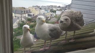 Noisy Seagulls in the Morning | Seagull TV EP 16