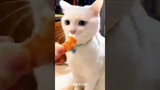 Cats &amp; Dogs Weird &amp; Funny 🤪😹