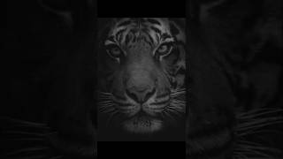 Realistic tiger drawing 🤩 #shorts |creative art|#drawing
