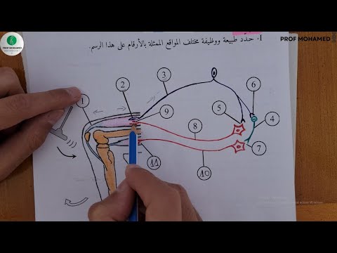 حل شامل لتمرين المنعكس العضلي ثانية ثانوي 2026 مع شرح مبس ط خطوة بخطوة
