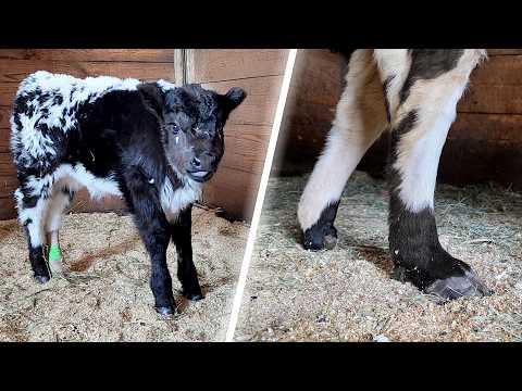 Calf With Half a Hoof Finds Hope