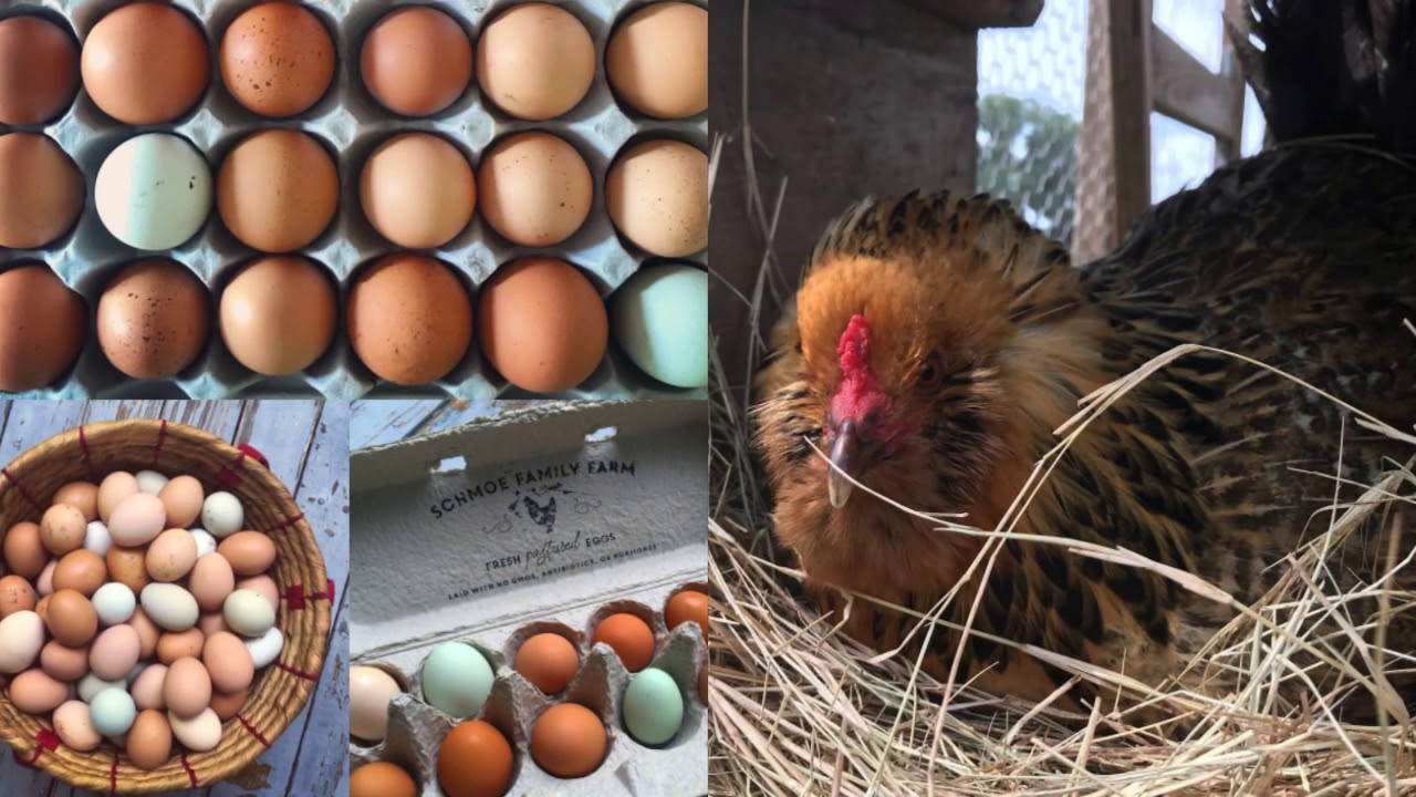 Pasture-Raised Chicken