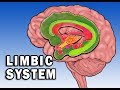 Understanding the Limbic System