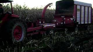 chopping corn 08