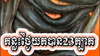 កន្លះថ្ងៃ23ក្បាល (25/01/2024)