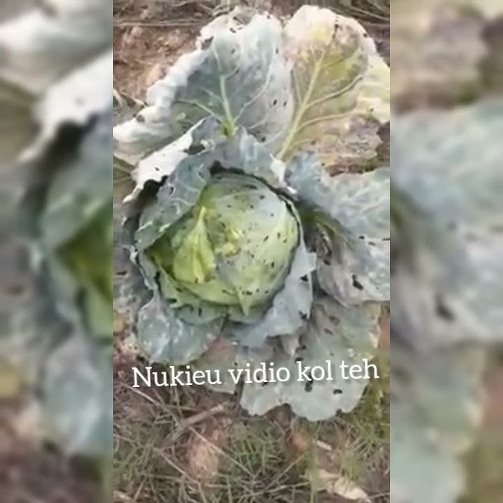 Ngakak Perang Nama Sayur Kol