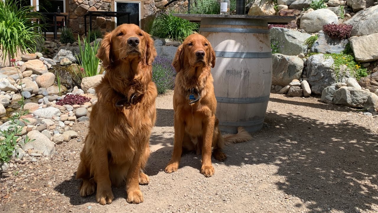 Explore this beautiful wine tasting garden in the Okanagan