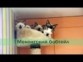 Меконгский бобтейл