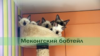 Меконгский бобтейл Меконгский бобтейл