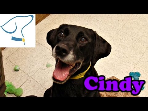 Cindy: Lucas County Canine Care and Control