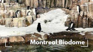 Inside Montreals Biodome Animals, Ecosystems & Peaceful Indoor Nature