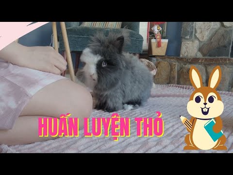 Video: Làm Thế Nào để Xích Huấn Luyện Một Con Thỏ Cưng