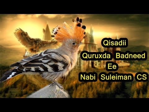 Qisadii Quruxda Badneed Ee Nabi Suleiman Cs !!!!