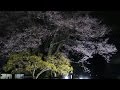 2016年南信州の桜巡り　美術博物館の安富桜ライトアップ