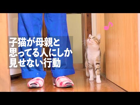 「ついてく！」飼主を母親と思ってる子猫の行動がかわいい！