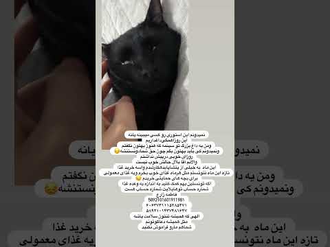 آقابلال حالش خوب نیست دعاش کنید گربه گربه خانگی حمایت از حیوانات حمایت کنید 