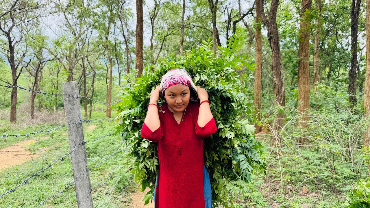 Hamro Tirw Dhanko Biu Rakhn Suru Vo 🌾Tesko Lagi Bakena Katn Gaiyo Aaj Jungle Ma 🙏