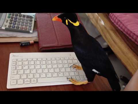 キーボードが気になる九官鳥  