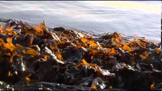 Clipcanvas 14348 H264 320X180