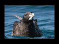 Birding in the Overberg   Mini Pelagic Hermanus