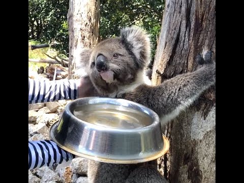 Video: „Pet Scoop“: „Mama Koala“ateina į „Joey's Rescue“, „TSA K9“, pavadintas „9/11“herojui.