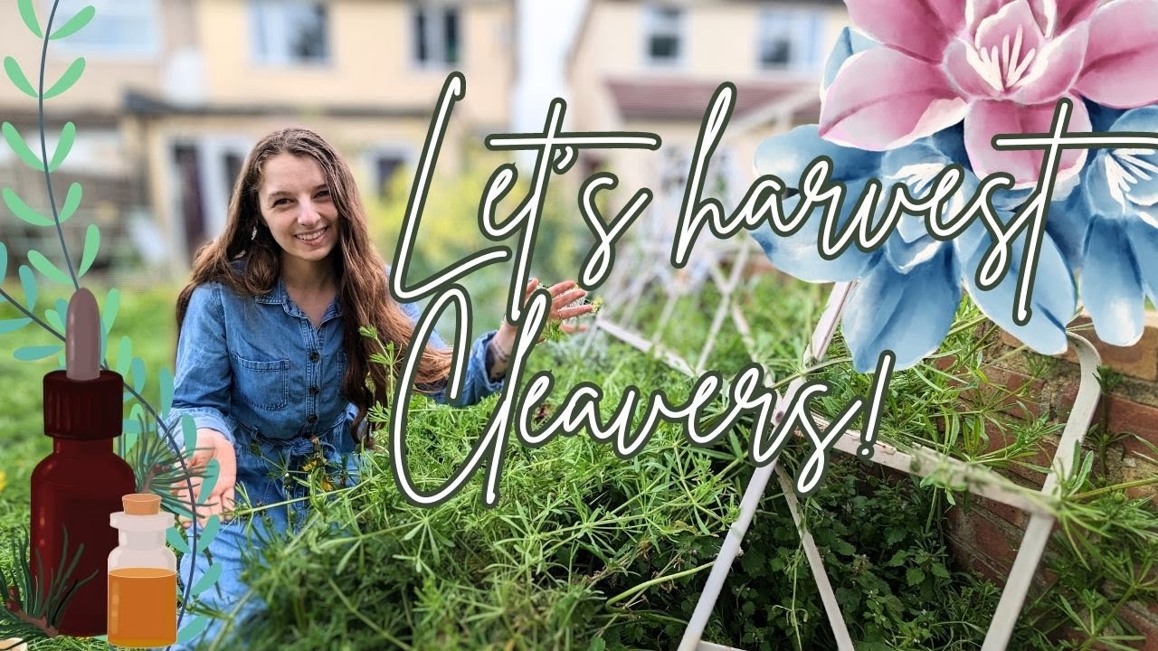 Harvesting, drying, and tincturing Cleavers YouTube