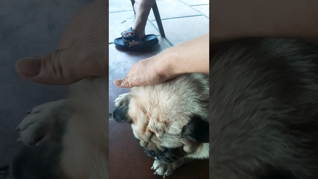 Pug training Olympic 