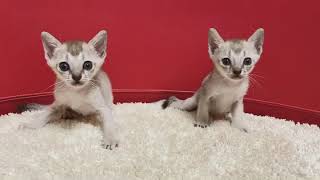 centex 猫＆西表山猫＆ラッコの赤ちゃん　中古品 楽天市場】三晃商会 SANKO ガリガリ・キューブ(ミニ) 小動物