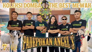 WOW‼️ INI DIA KOLEKSI DOMBA THE BEST PDP ANGELS