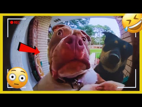 I dare you not to LAUGH at these FUNNY DOGS 😁🦮 - Best Funny Animals Videos 2025 #11