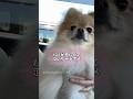 パパが恋しくて泣いちゃうポメ　#pomeranian