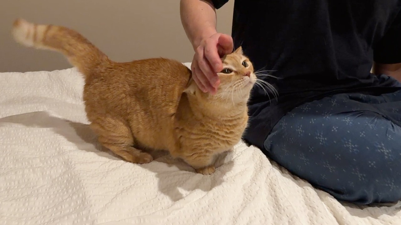 赤ちゃんに遠慮したプリンがパパっ子になってしまいました…泣