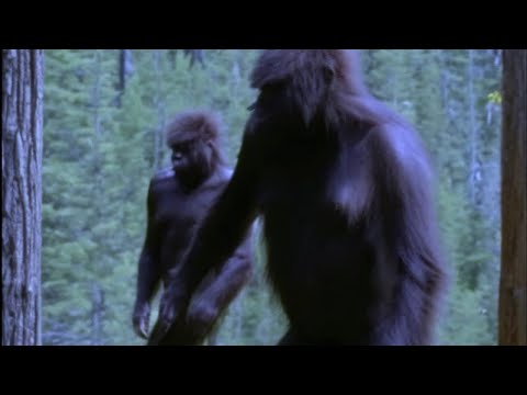 Mega Compilation Of Most Disturbing Trail Cam Footage