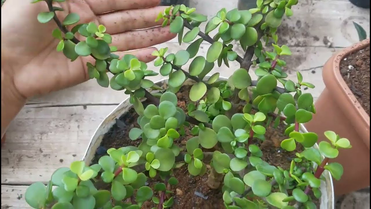 Como fazer PODA ESTÉTICA na Portulacaria Afra.