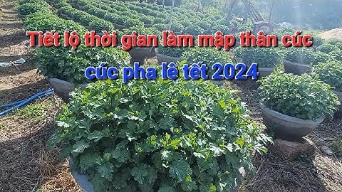 Cúc pha lê 15 tháng 9. Tiết lộ thời gian thúc thân cúc to mập