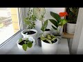 Комнатные растения / House plants / Неутомимый хомяк все никак не успокоится