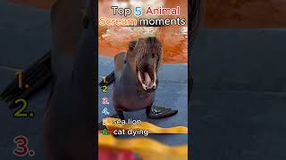 top 5 animal scream moments #funny #top5 #animals #ranking #memes #viral #cute #cat #trynottolaugh