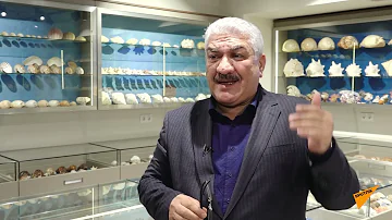 Как выглядит самая большая коллекция морских раковин у известного азербайджанского юриста