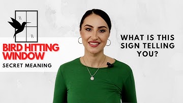 Bird Hitting Window - What Is This Sign Telling You?