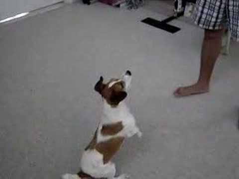 Mickey - Jack Russell terrier doing tricks