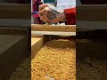 flattening a piece of long wood surface using a hand router machine to create an even board frame