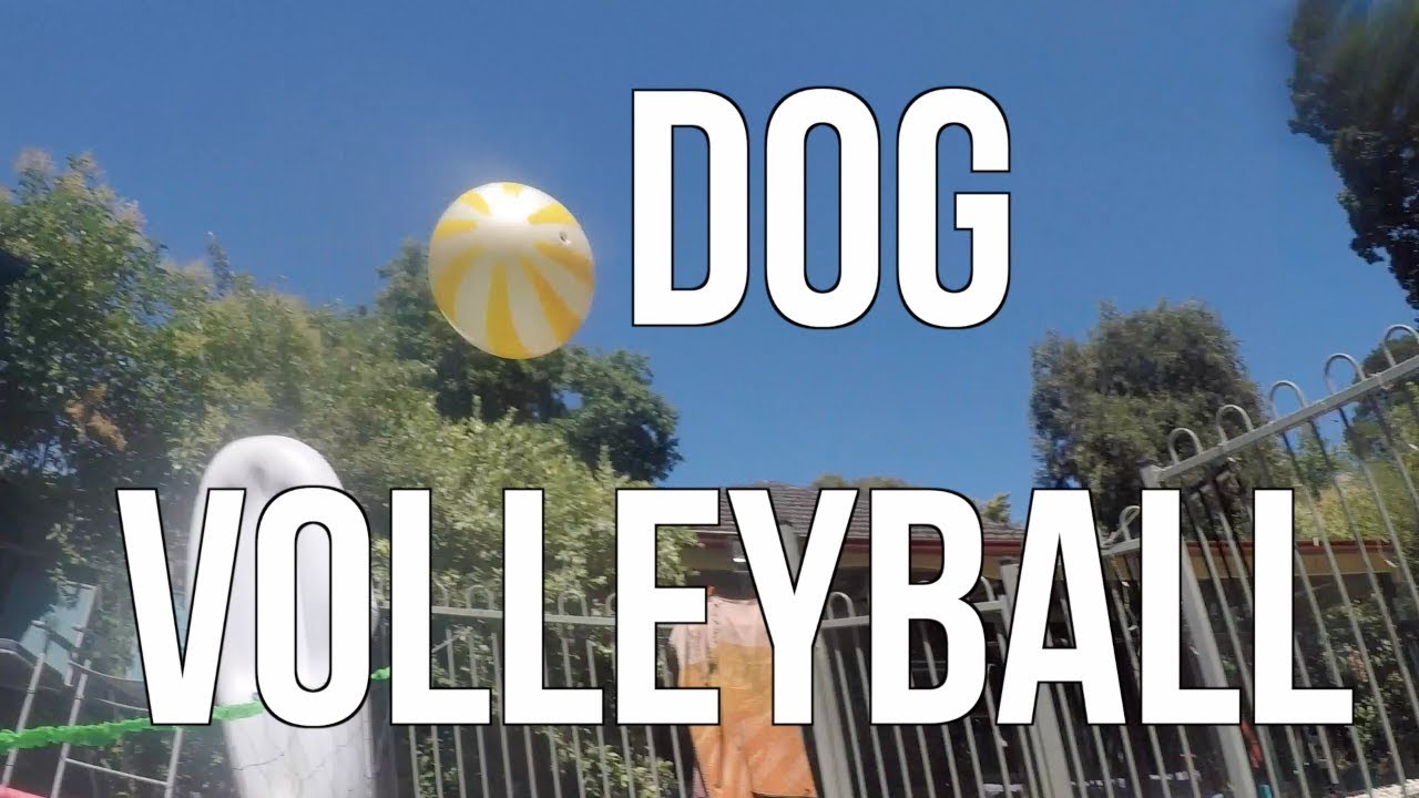 Dog volleyball YouTube
