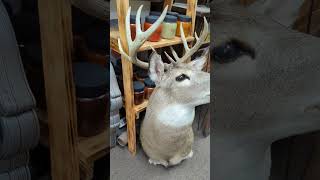 Whitetails just added to Screaming Lion Antiques in  New Holland Pennsylvania
