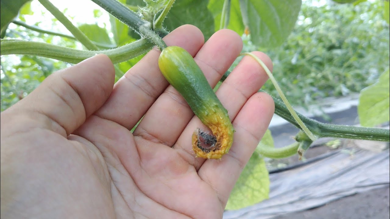 夏キュウリ 雨時期に発生しやすい生理障害 曲がり 流れ果 21 7 15 Youtube
