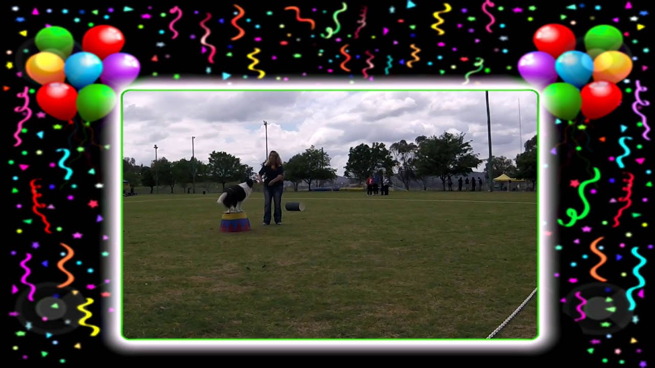Pepper performing some clownery at Belconnen Dog Obedience Club 40th Birthday