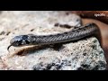 Indonesian police apologise for using snake to interrogate suspect | Australia news today